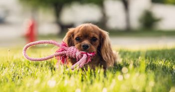 Faut-il prendre une laisse ou un harnais en vacances pour son chien ?