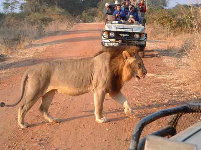 safari afrique du sud