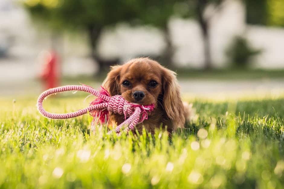 Faut-il prendre une laisse ou un harnais en vacances pour son chien ?